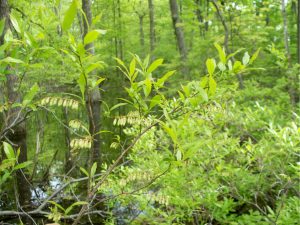 Leucothoe racemosa (fetterbush) in Pike County, PA 